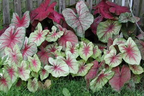 کیلاڈیم سیگوینم 30 (Caladium Seguinum 30) کے اہم فوائد اور استعمالات