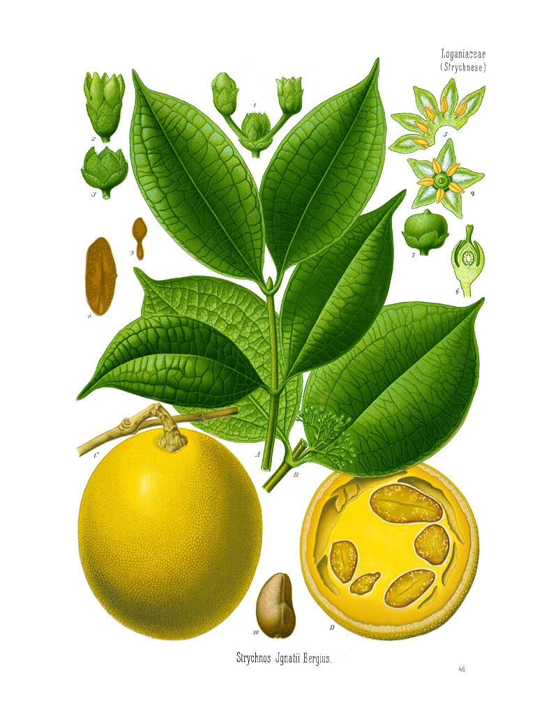 اگنیشیا امارا 30 (Ignatia Amara 30): ذہنی دباؤ، غم اور بے چینی کی بہترین ہومیوپیتھک دوا