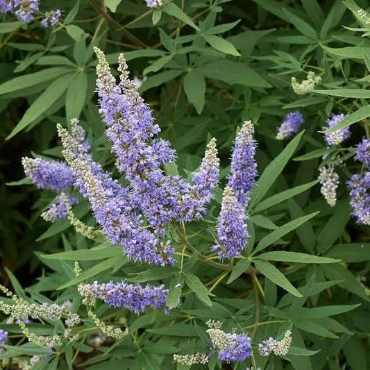 اگنیس کاسٹس 30 (Agnus Castus 30): مردانہ کمزوری اور ہارمونل مسائل کا مؤثر ہومیوپیتھک علاج