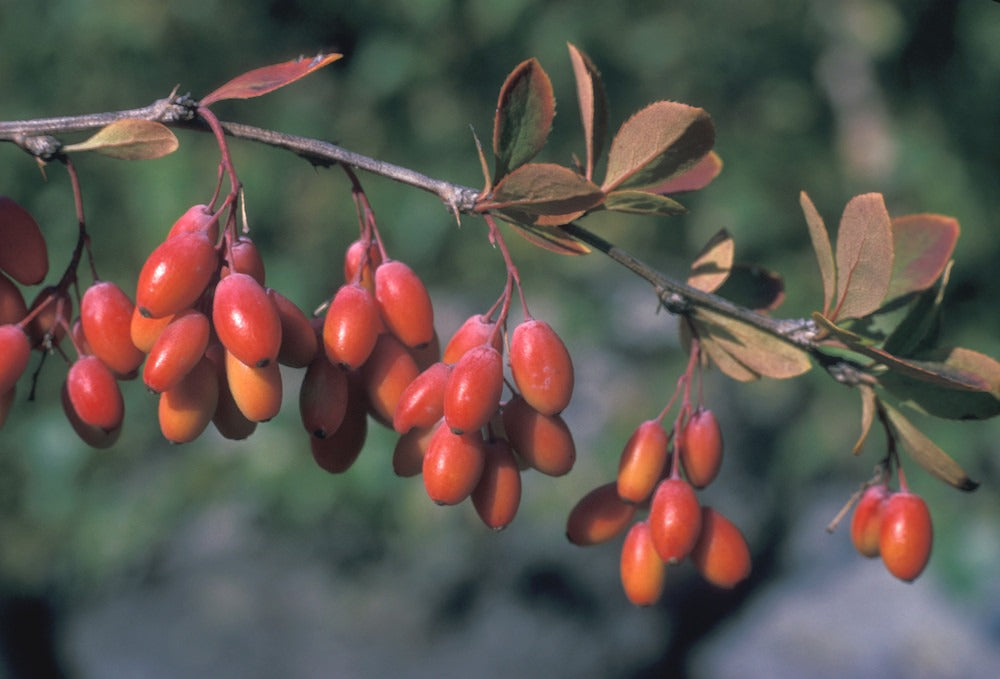 بربیرس ولگیرس 30 (Berberis Vulgaris 30): گردے کی پتھری، جوڑوں کے درد اور جلد کے مسائل کا شافی علاج