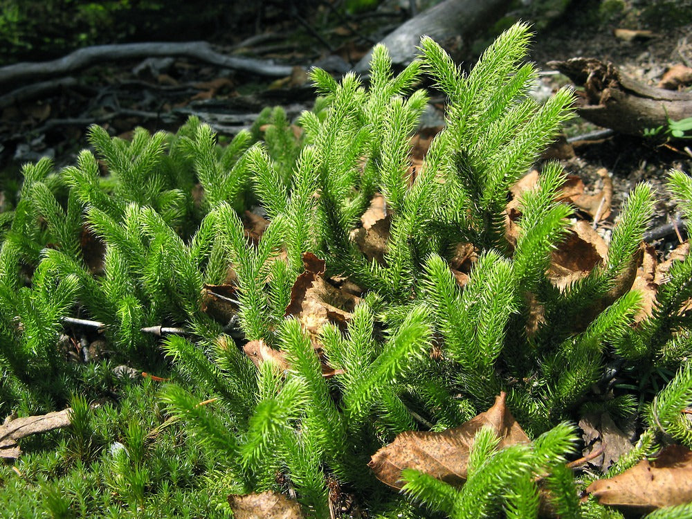 لائیکوپوڈیم 30 (Lycopodium 30): معدے کے مسائل، گیس اور خود اعتمادی کی کمی کا ہومیوپیتھک علاج