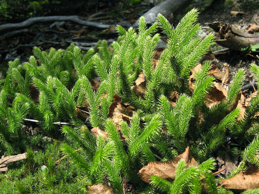 لائیکوپوڈیم 30 (Lycopodium 30): معدے کے مسائل، گیس اور خود اعتمادی کی کمی کا ہومیوپیتھک علاج