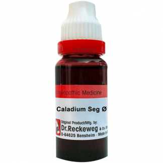 Caladium Seg Q