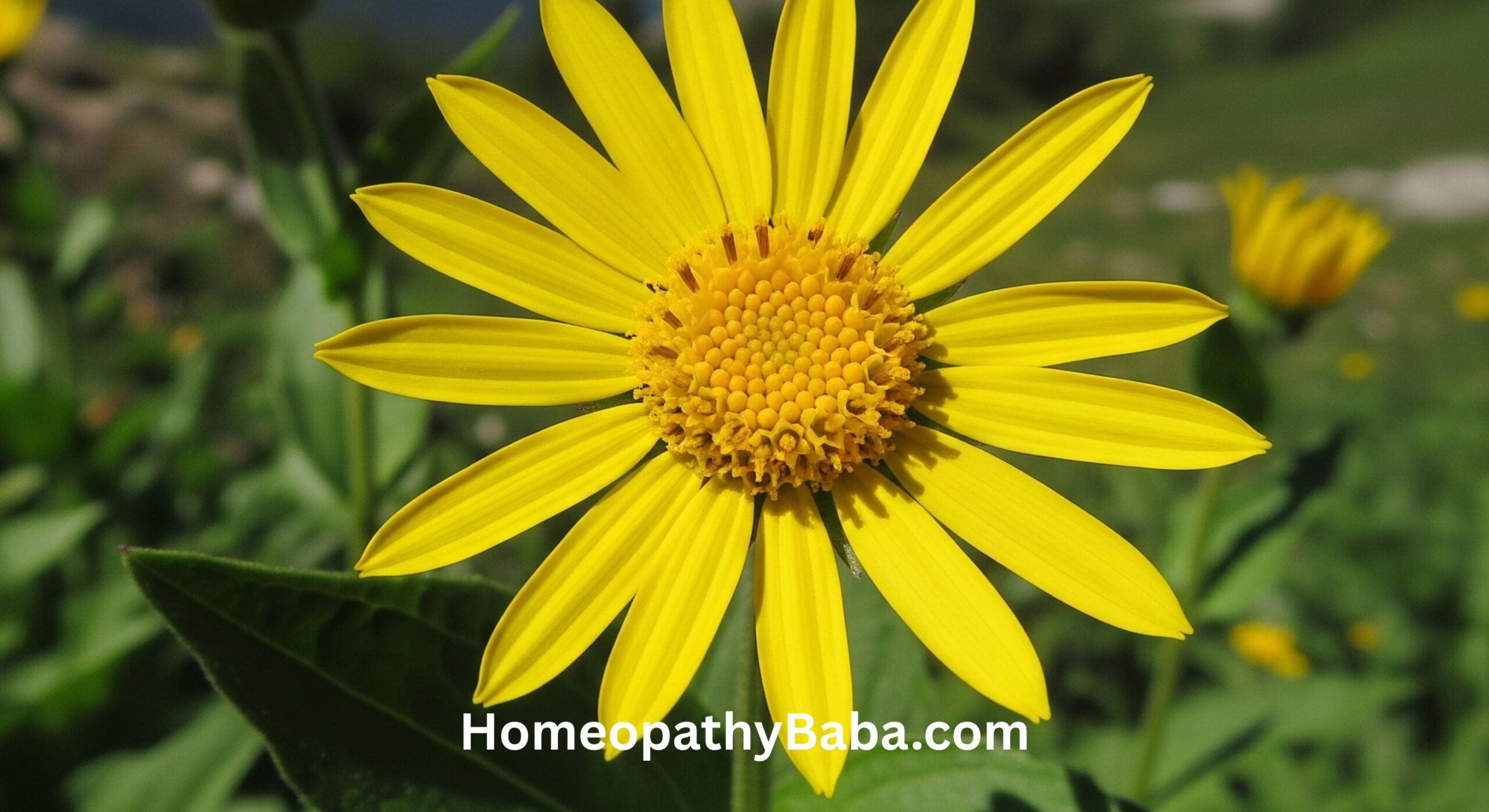 Understanding Arnica Montana A Homeopathic First-Aid Essential
